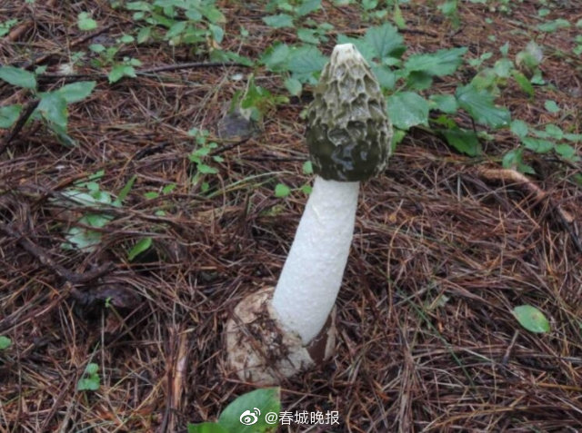 芳香味的竹荪？云南时隔36年再次发现芳香鬼笔菌