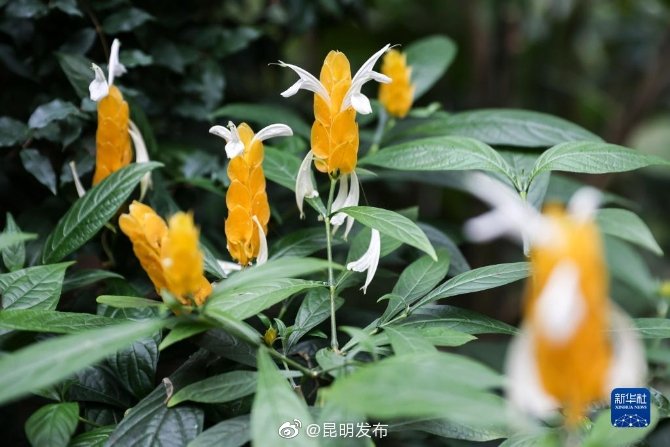 “昆明发布”微博