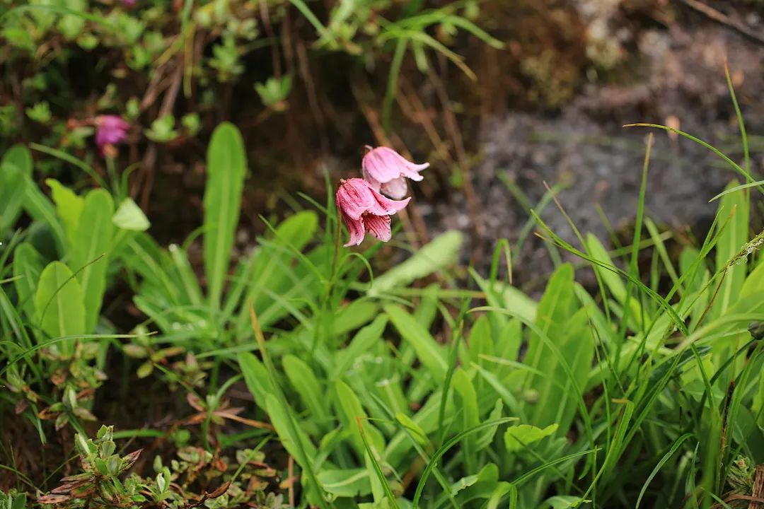 云南广播电视台(微信)