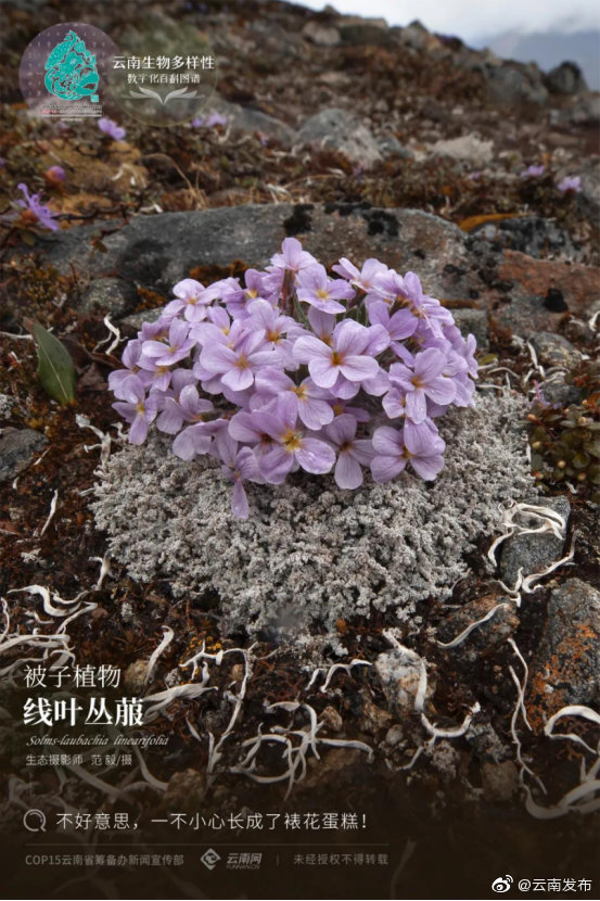 云南生物多样性数字化百科图谱 | 线叶丛菔：不好意思，一不小心长成了裱花蛋糕！