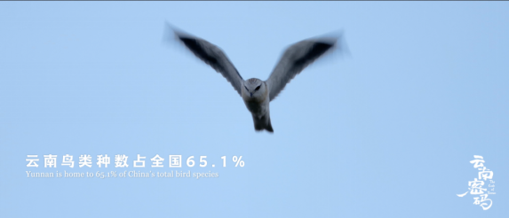 玉溪发布(微信)