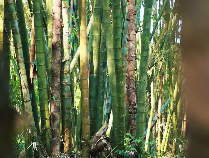 云南广播电视台(微信)