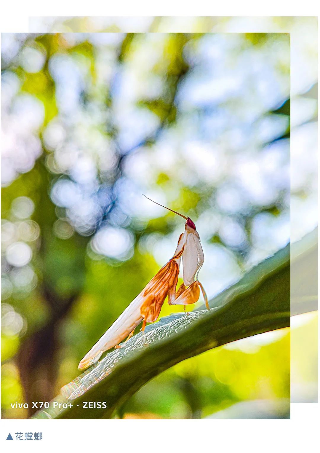 春城晚报(微信)