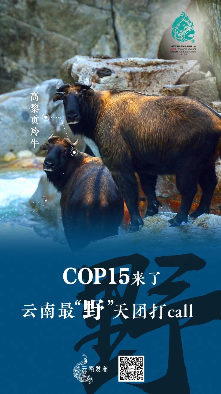 玉溪发布(微信)