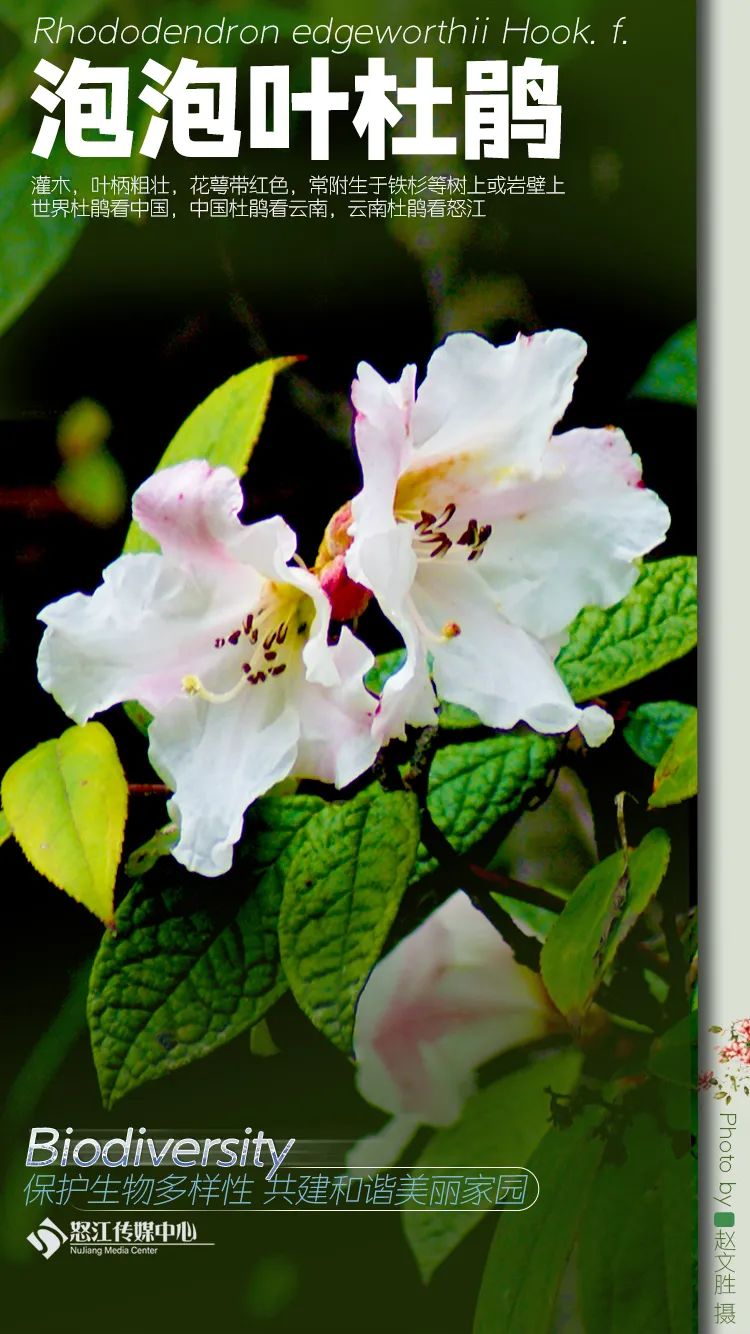 云南广播电视台(微信)