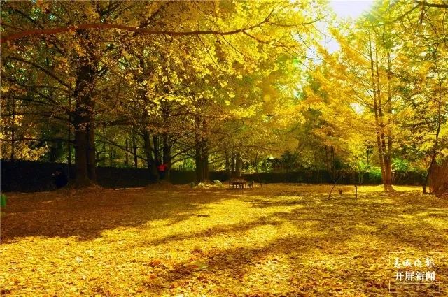 春城晚报(微信)