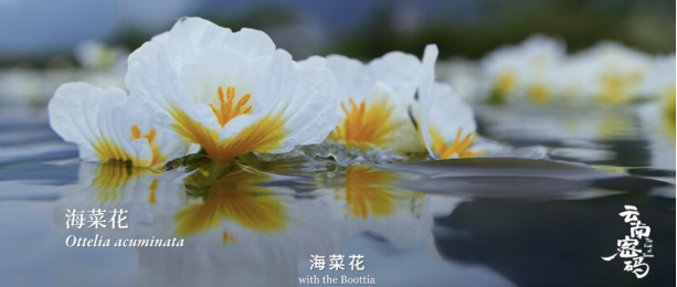 玉溪发布(微信)