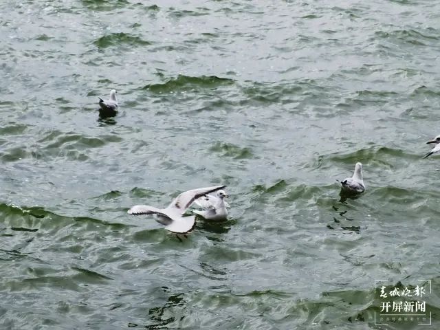 昆明滇池国家旅游度假区管理委员会(微信)