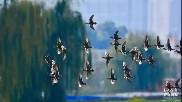 春城晚报(微信)