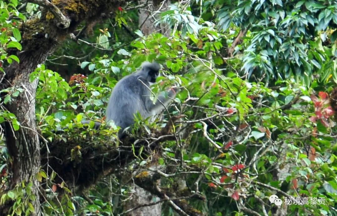 云南广播电视台(微信)