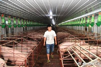 如何应对猪周期异常波动