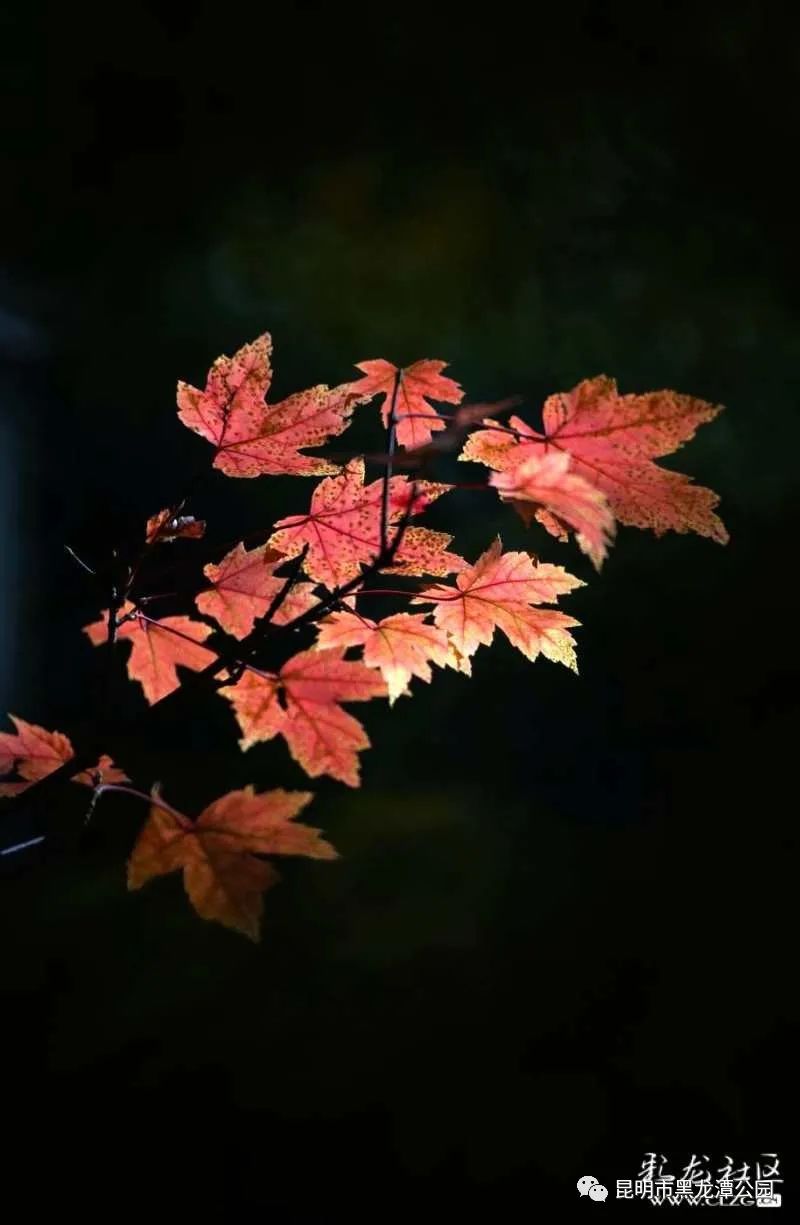 昆明市黑龙潭公园