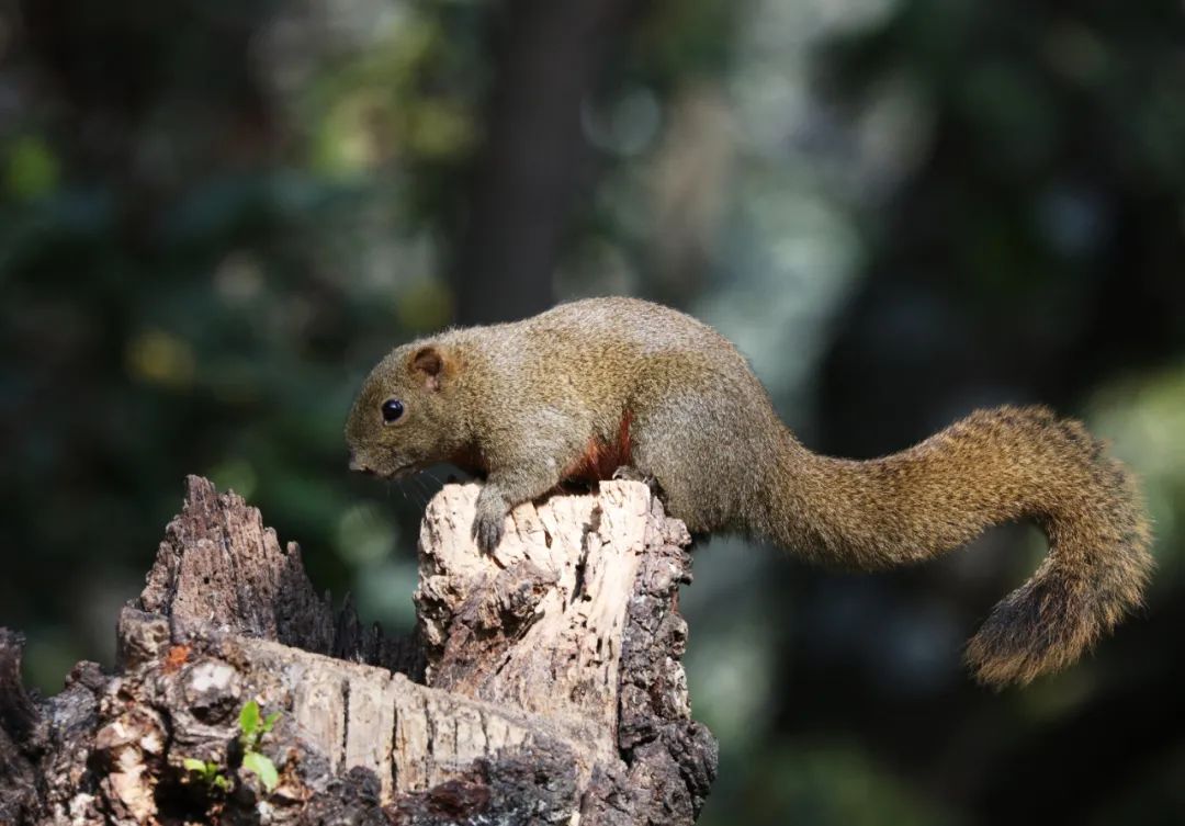 云南广播电视台(微信)