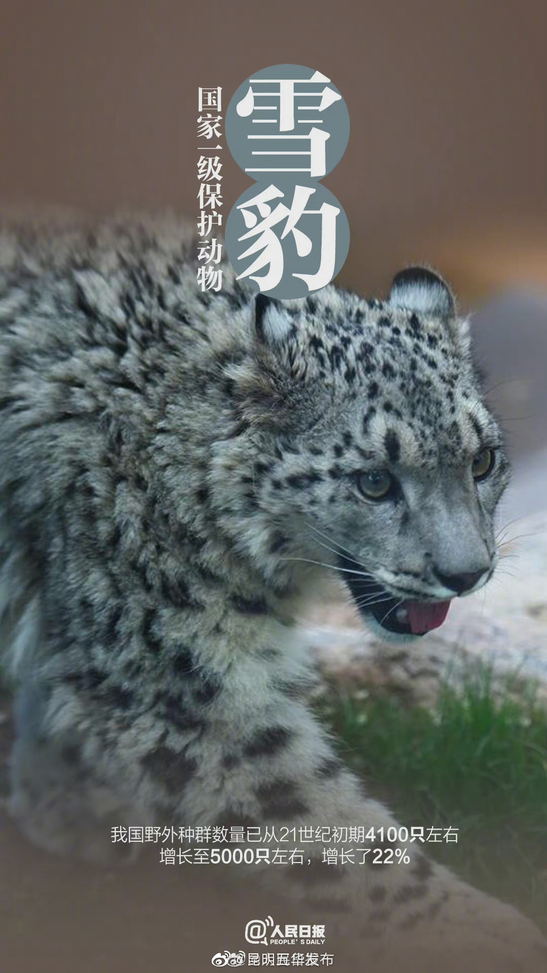 “昆明五华发布”微博