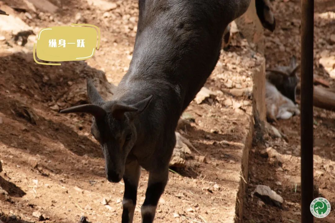 昆明动物园