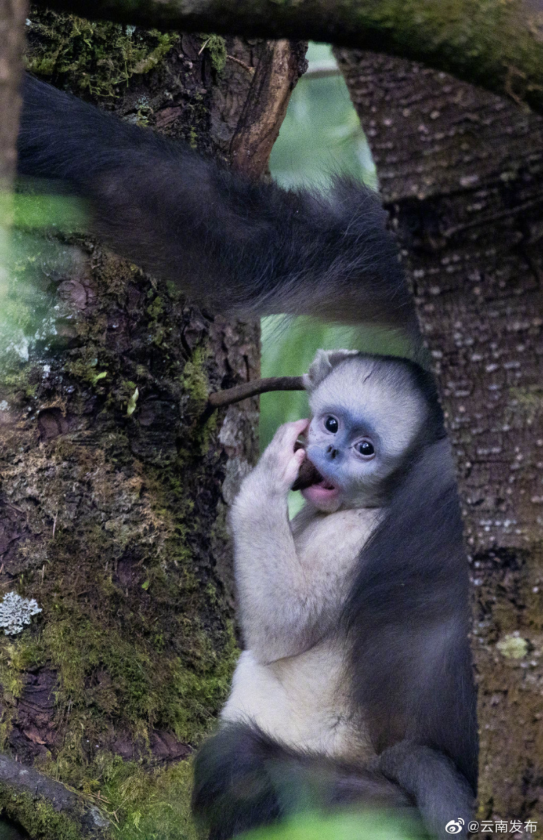 “云南发布”微博