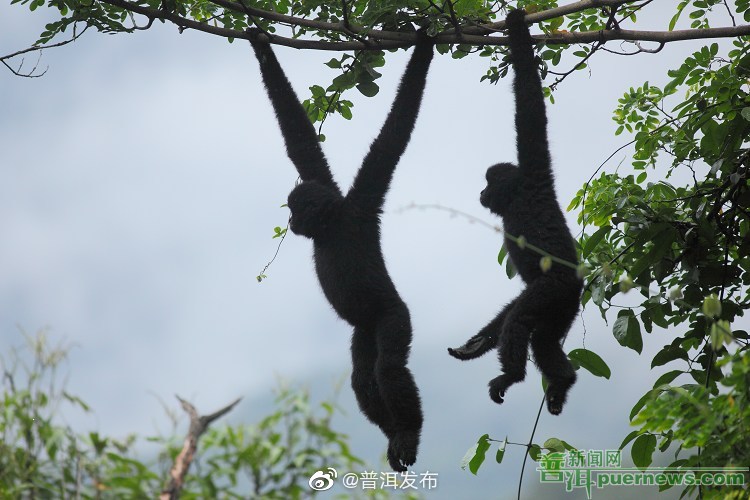 无量山西黑冠长臂猿种群数量增至104群