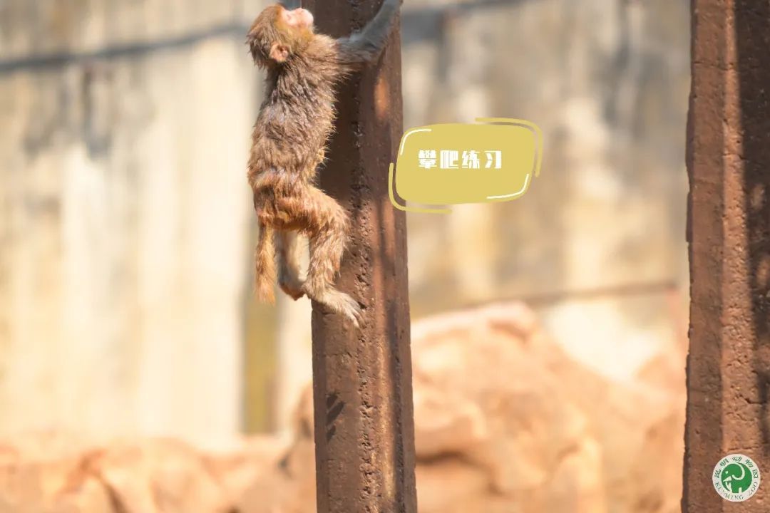 昆明动物园