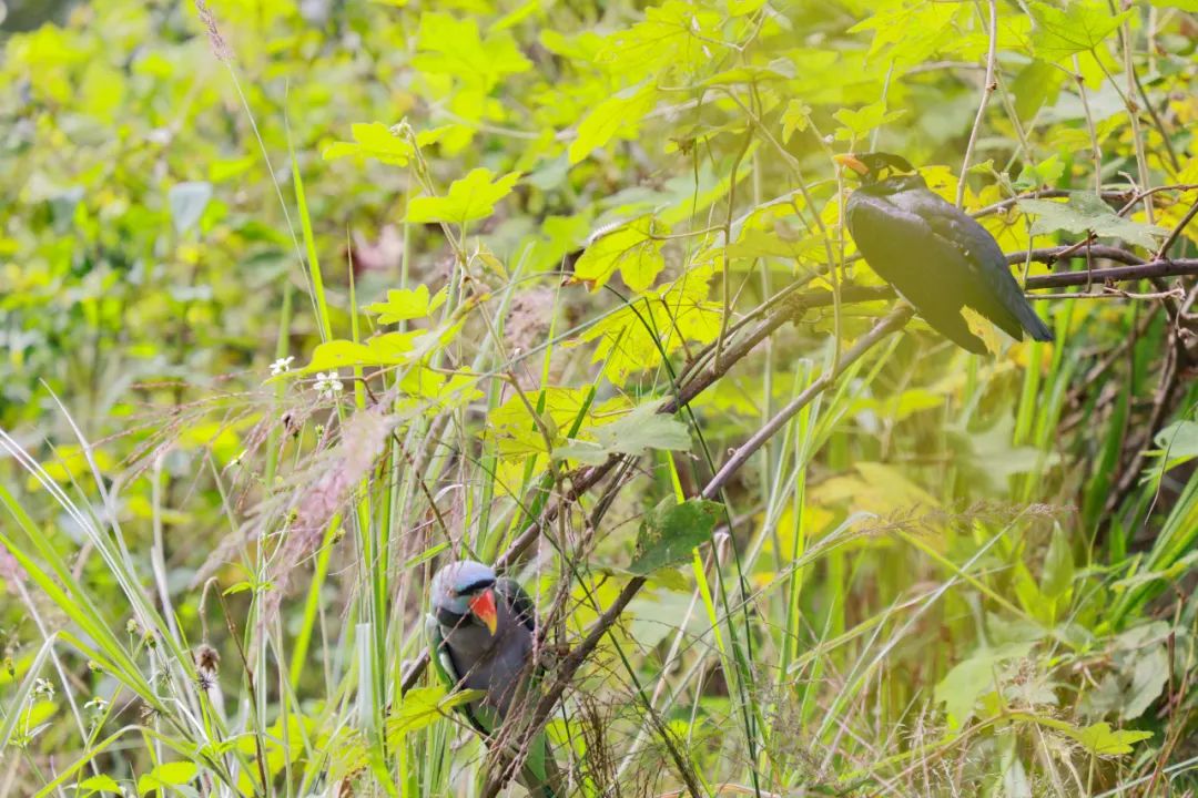 普洱日报(微信)