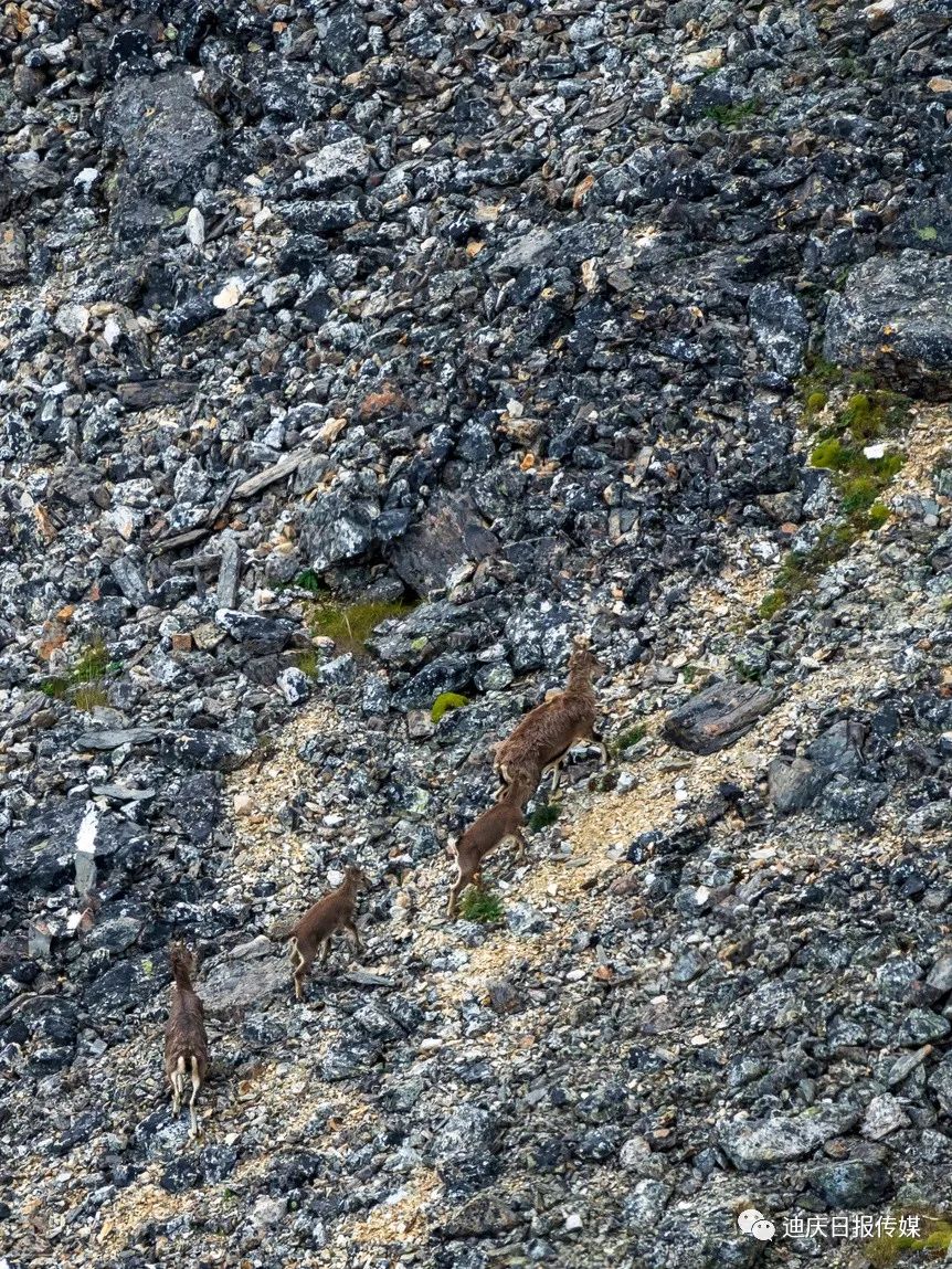 迪庆日报传媒(微信)