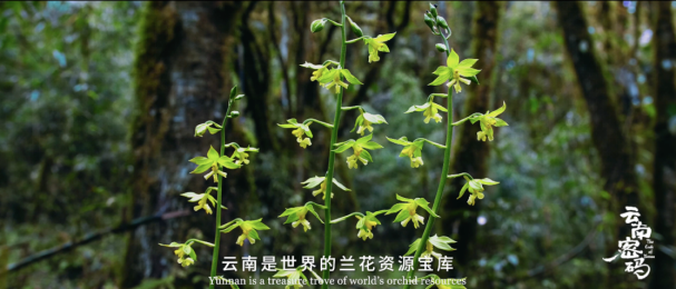 玉溪发布(微信)