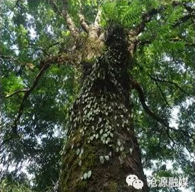 云南广播电视台(微信)