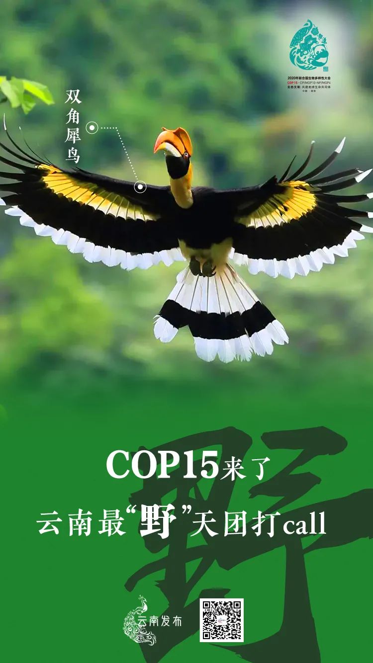 玉溪发布(微信)