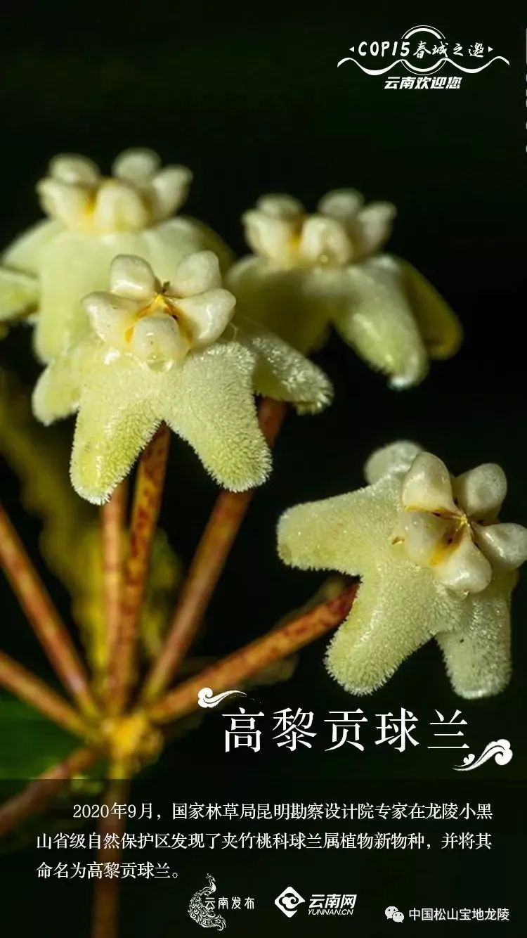 保山新闻网(微信)