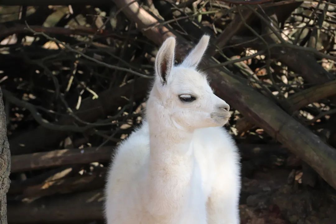 云南野生动物园(微信)