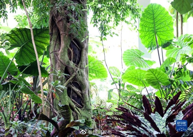 “昆明发布”微博