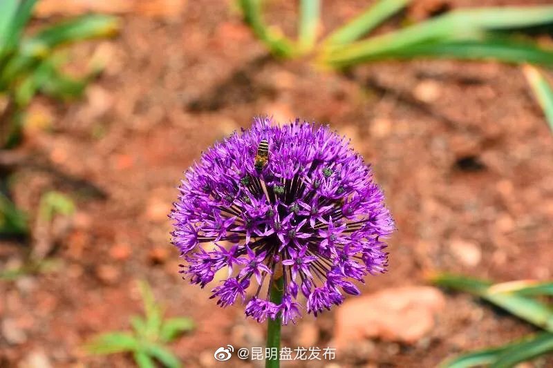 昆明盘龙发布