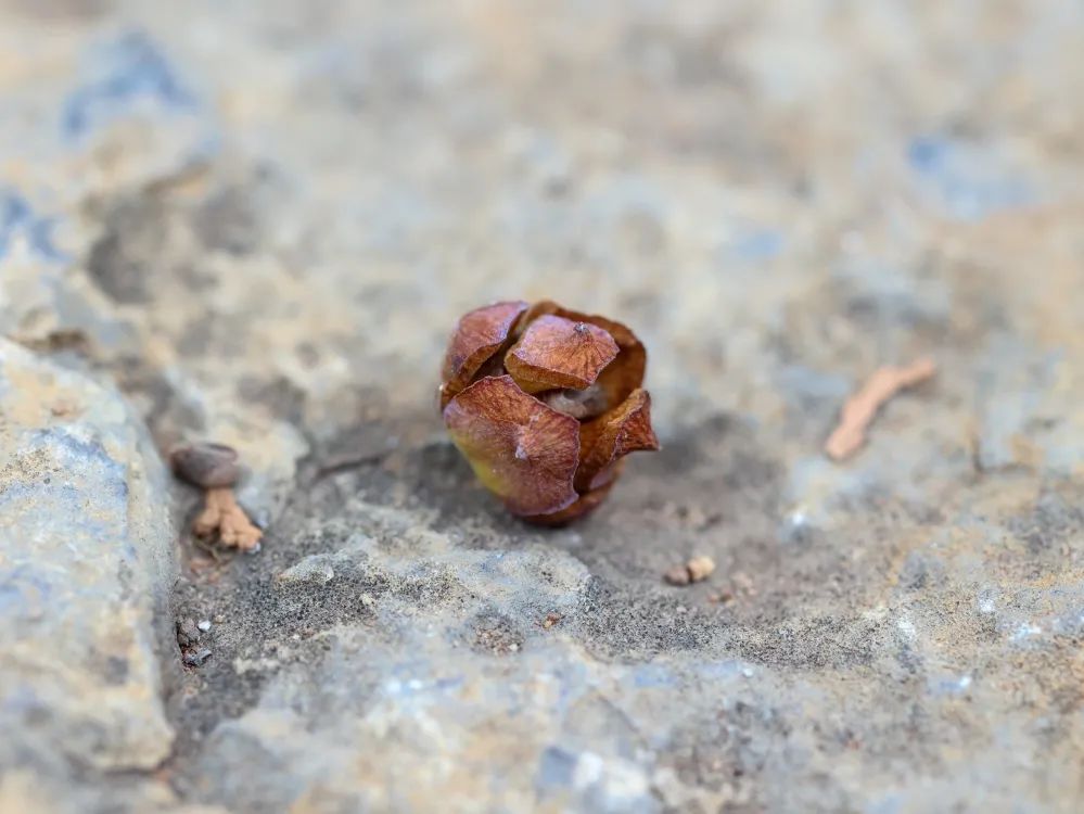 红河文旅(微信)