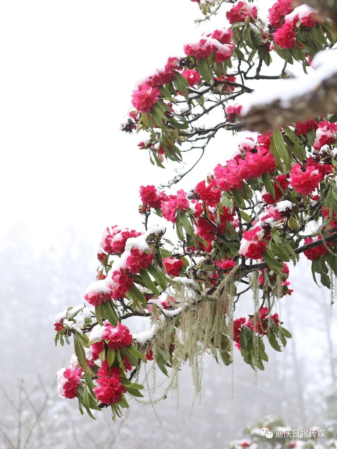迪庆日报传媒(微信)