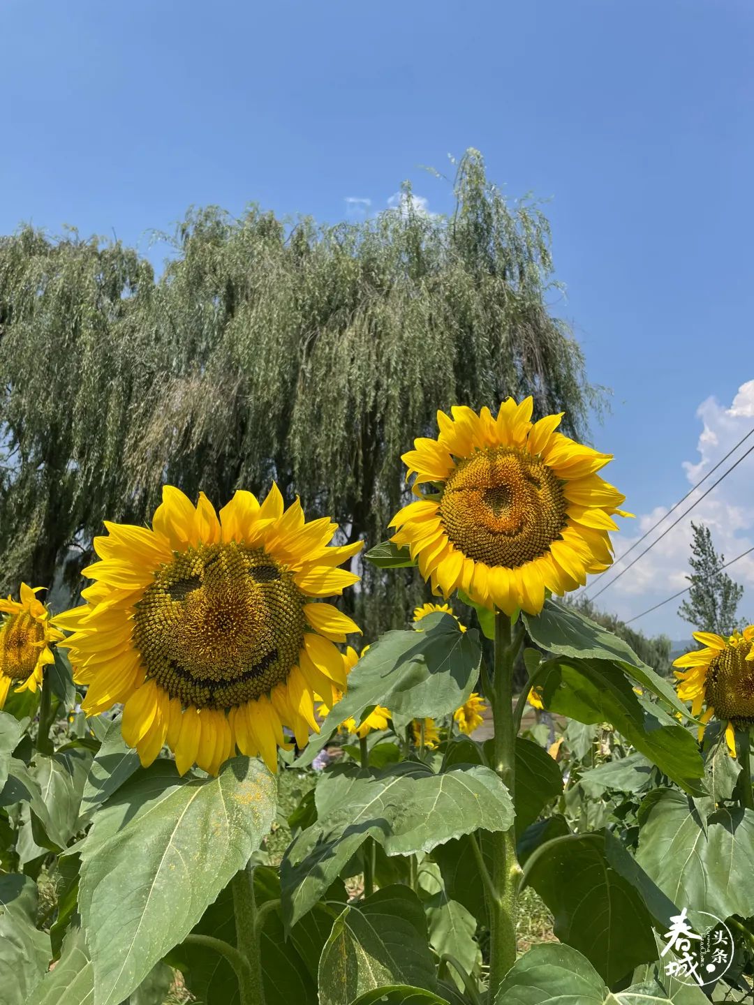 昆明发布(微信)