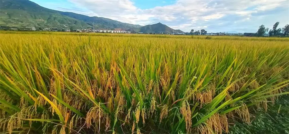 云南广播电视台(微信)