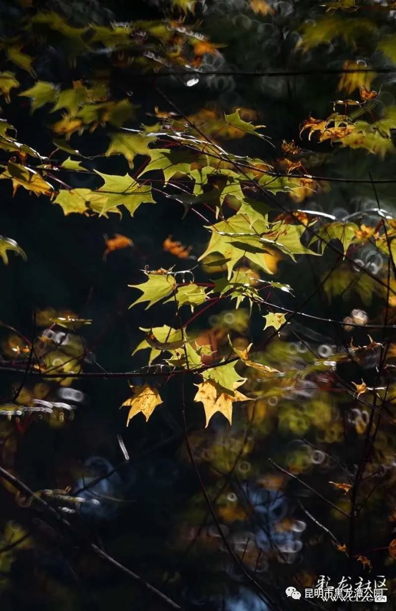 昆明市黑龙潭公园