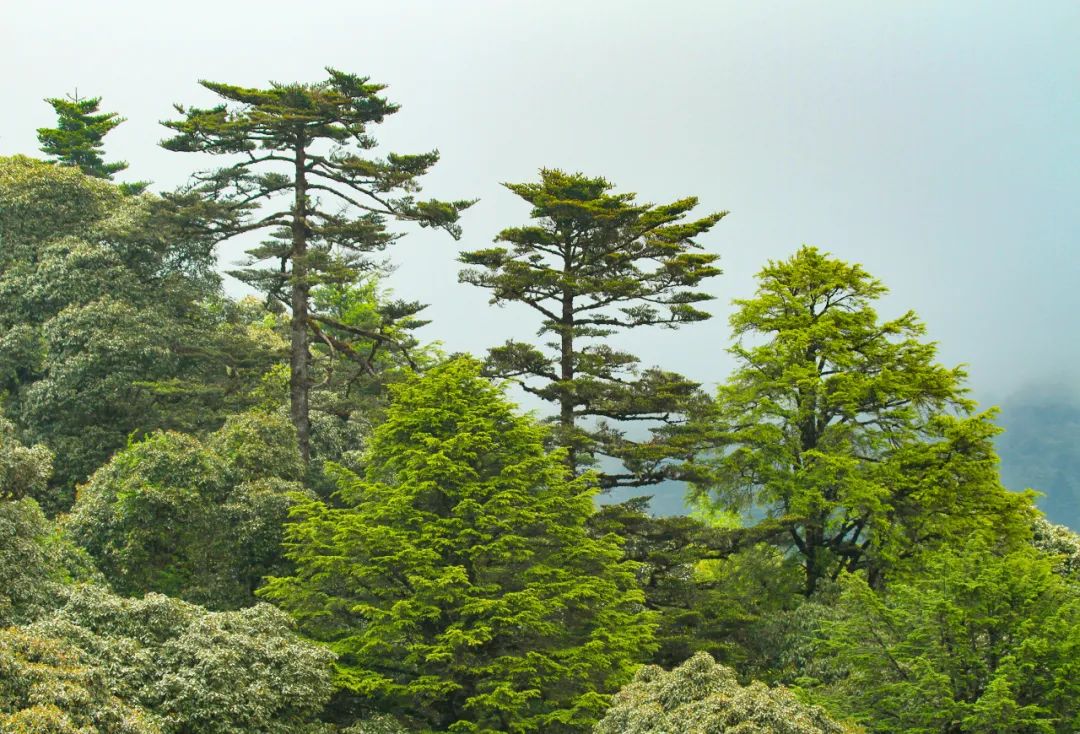 云南广播电视台(微信)