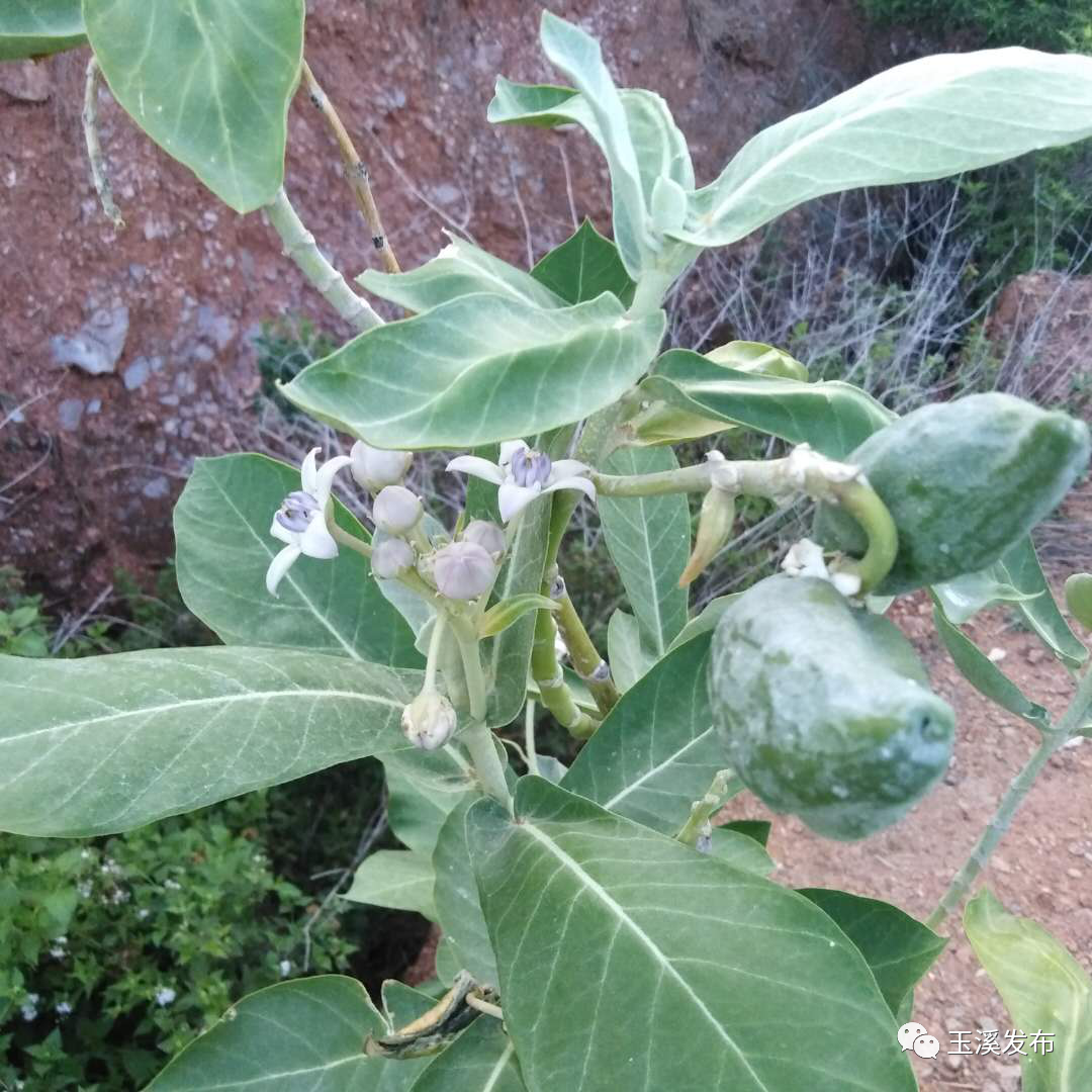 玉溪发布(微信)