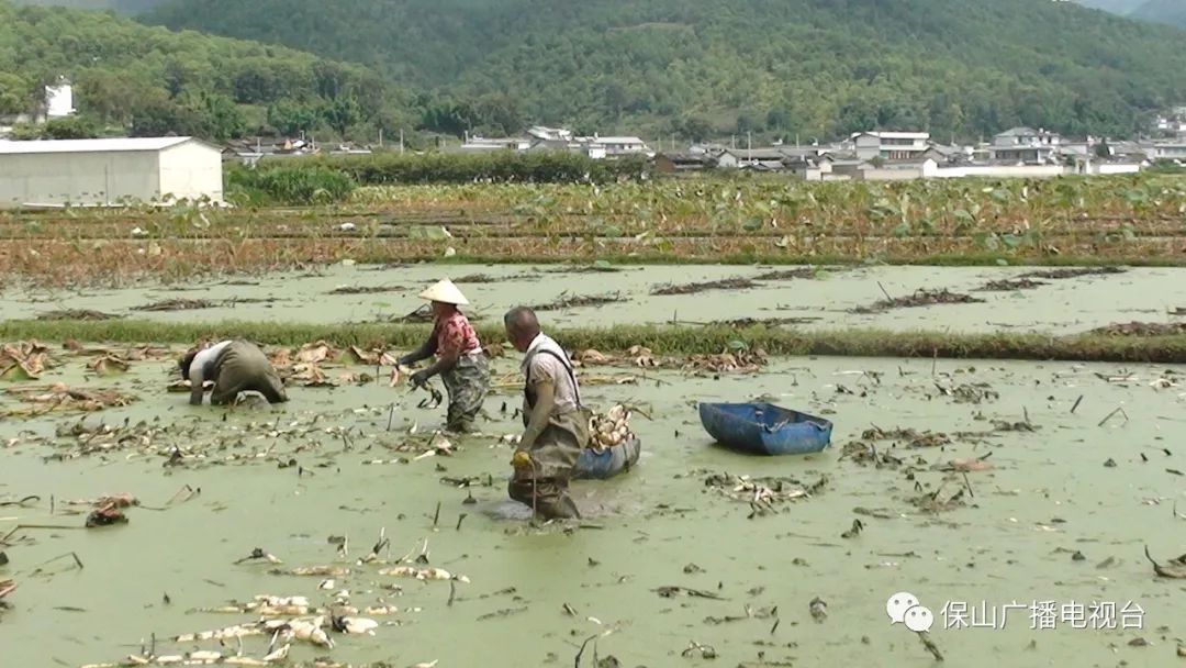 保山新闻网(微信)