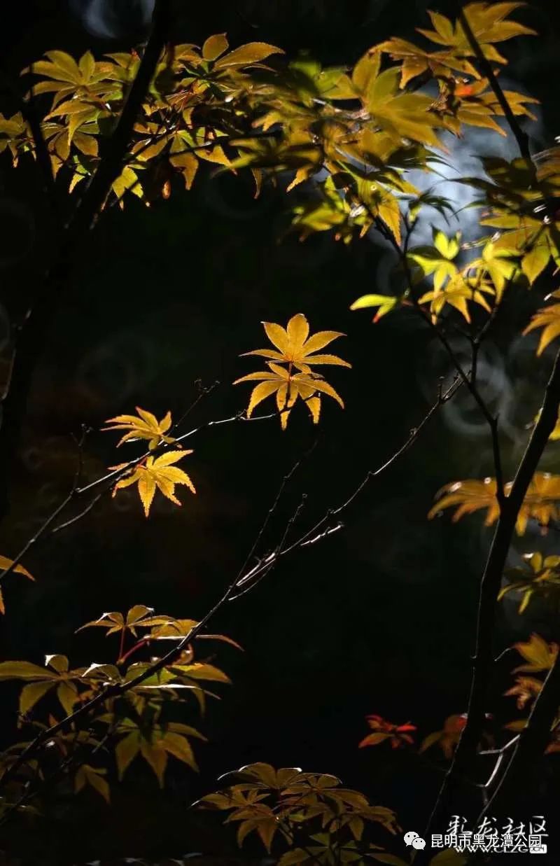 昆明市黑龙潭公园