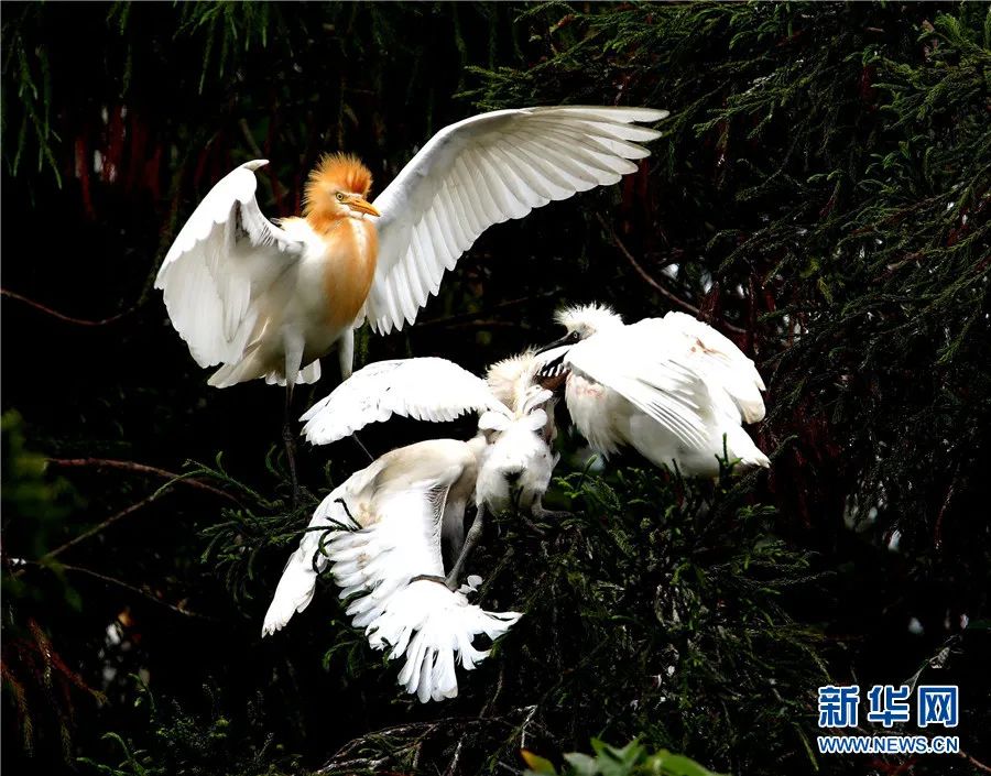 云南广播电视台(微信)