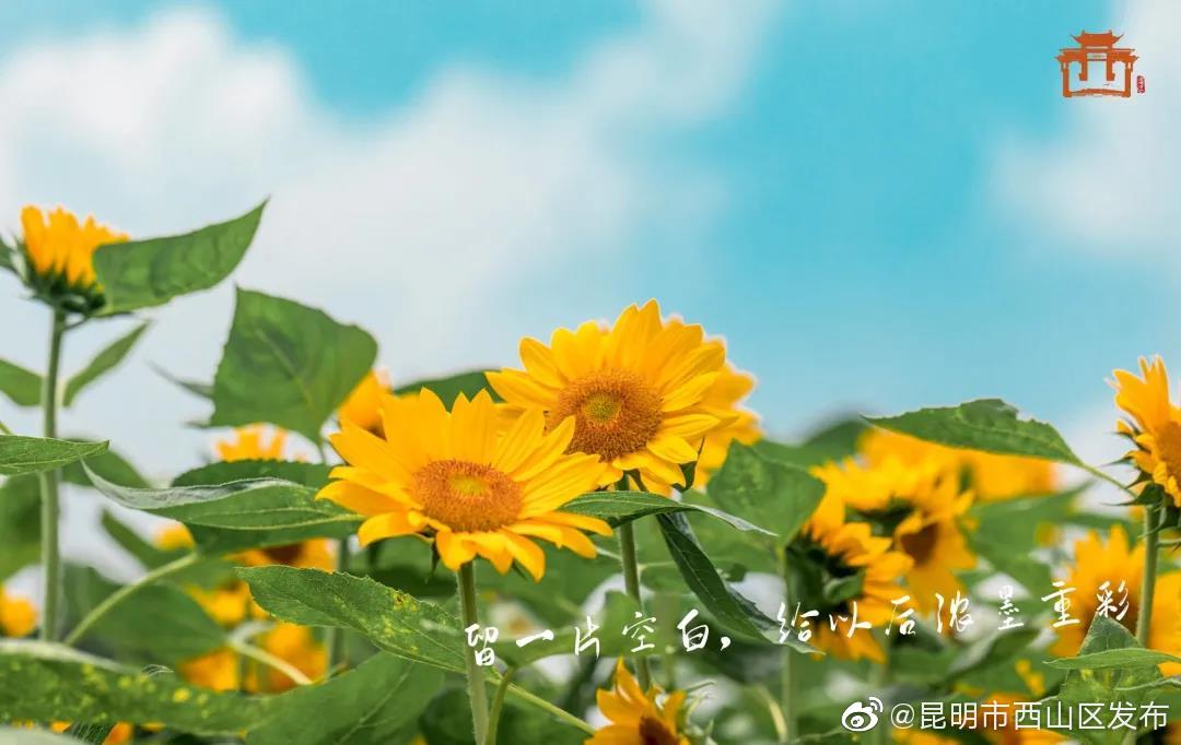 “昆明市西山区发布”微博