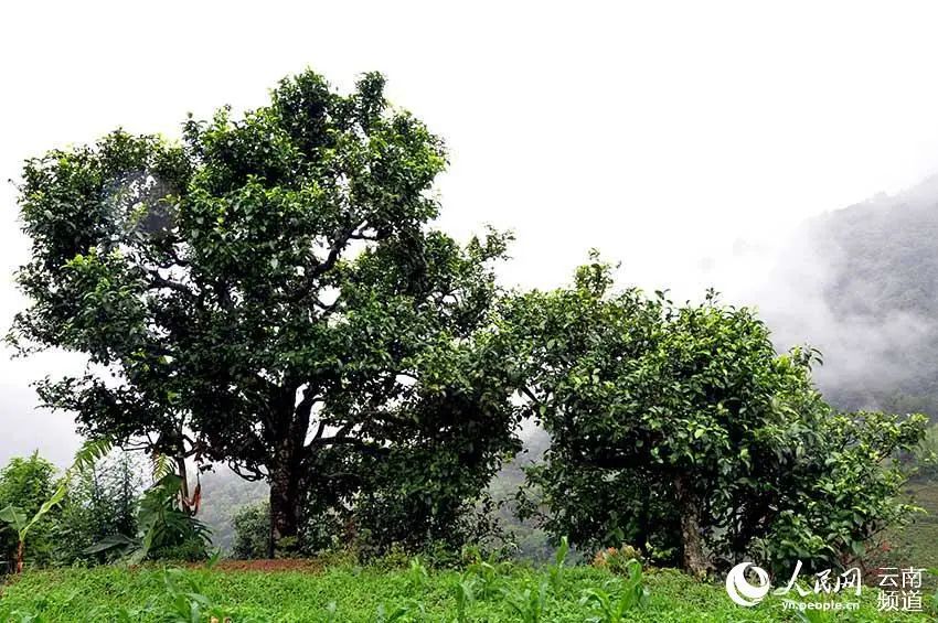 云南广播电视台(微信)