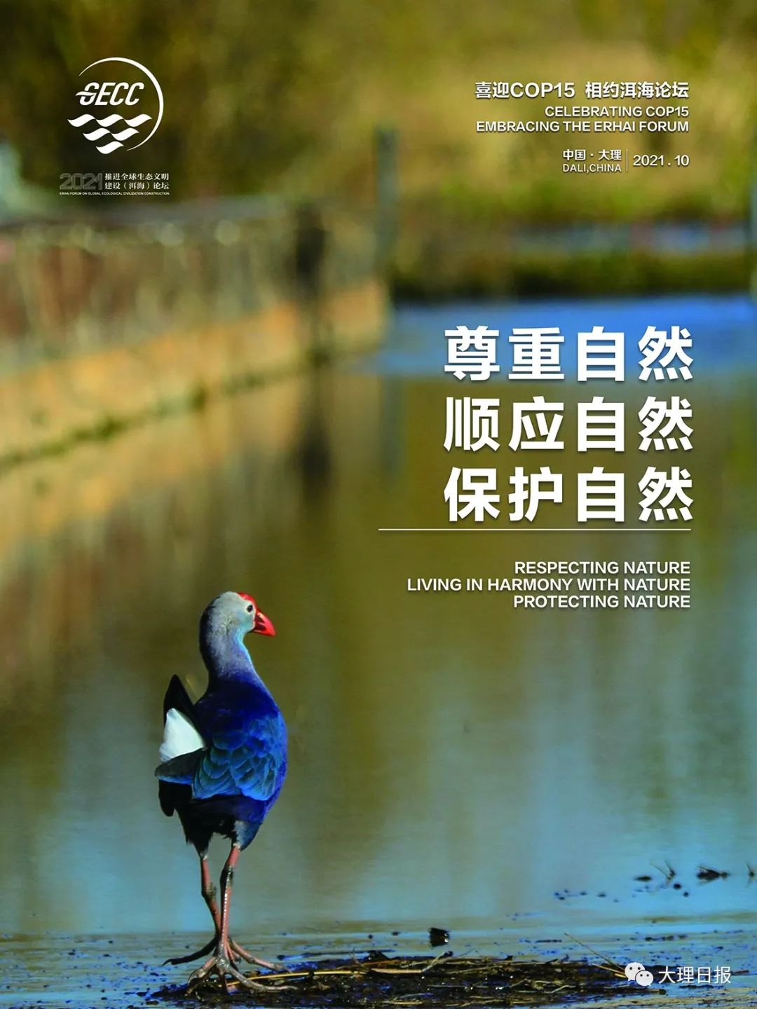 大理日报(微信)