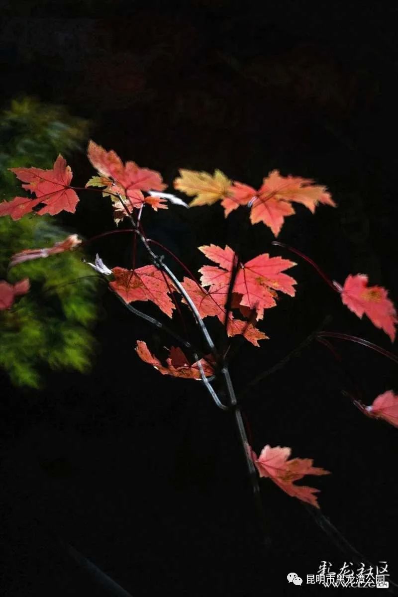 昆明市黑龙潭公园