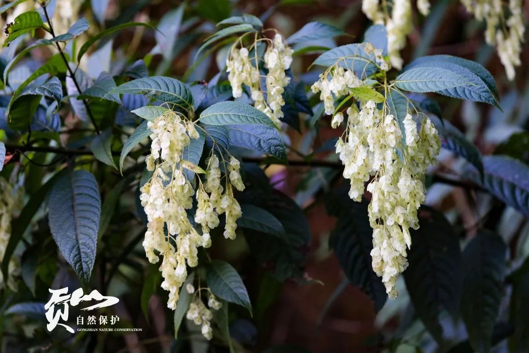 云南广播电视台(微信)