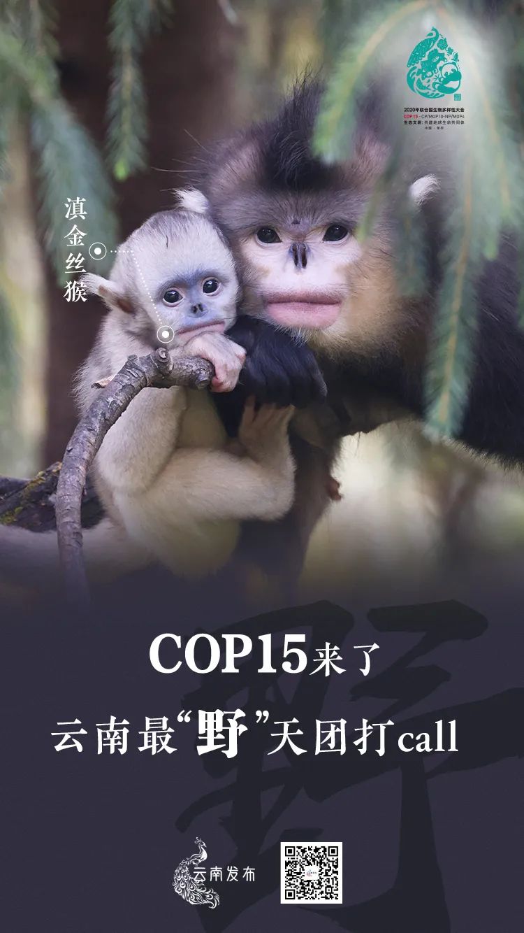 玉溪发布(微信)