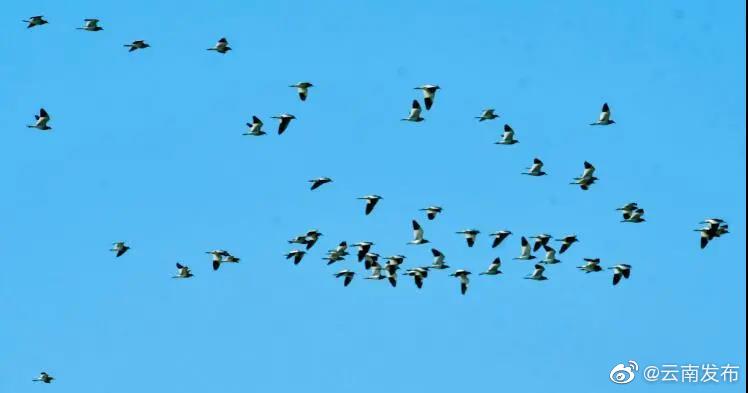 欢迎小精灵~ 异龙湖迎来今冬首批越冬候鸟！
