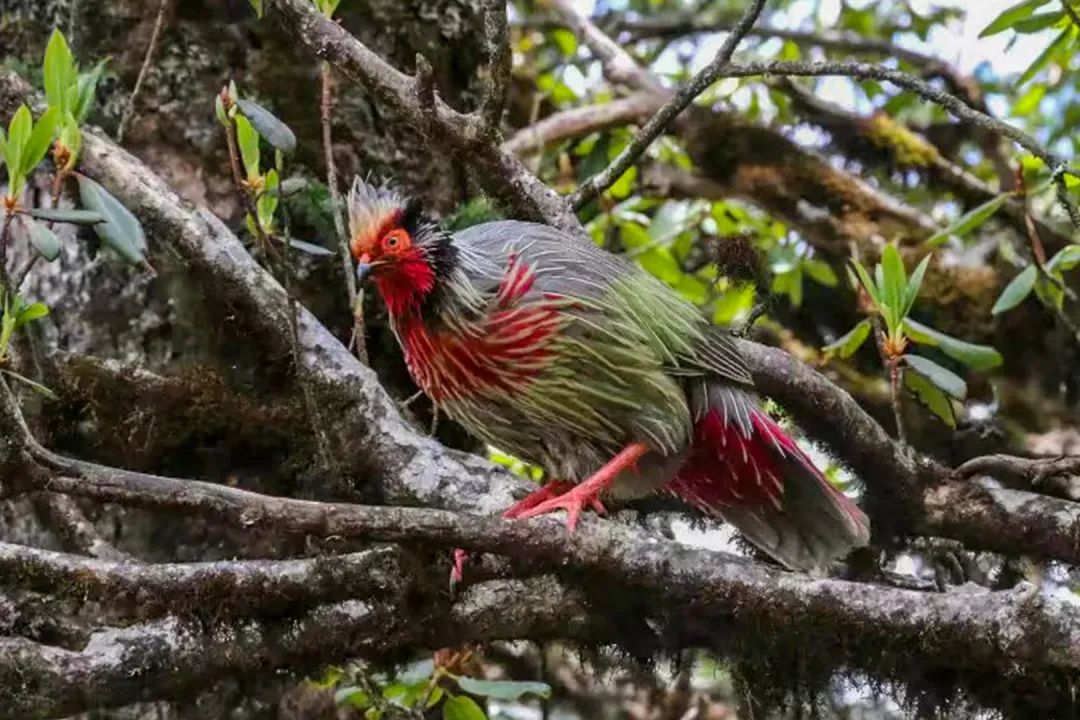 云南广播电视台(微信)