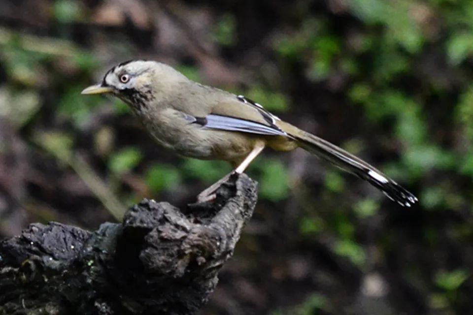 云南广播电视台(微信)